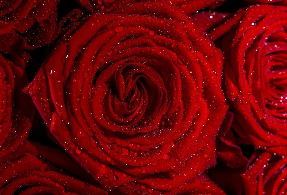 Astrological Rose Remedies For Valentine’s Day