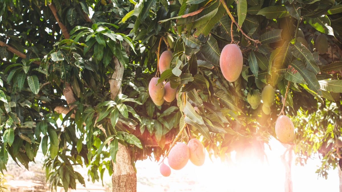 Benefits Of Offering Water To Mango Tree