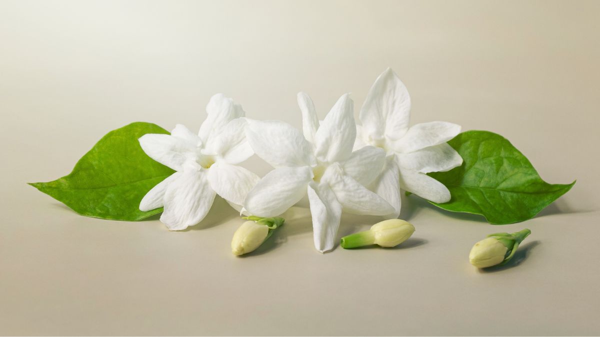 Bring Mogra Plant Home On Mahashivratri