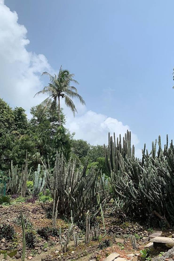 Cactus Garden, Ratlam