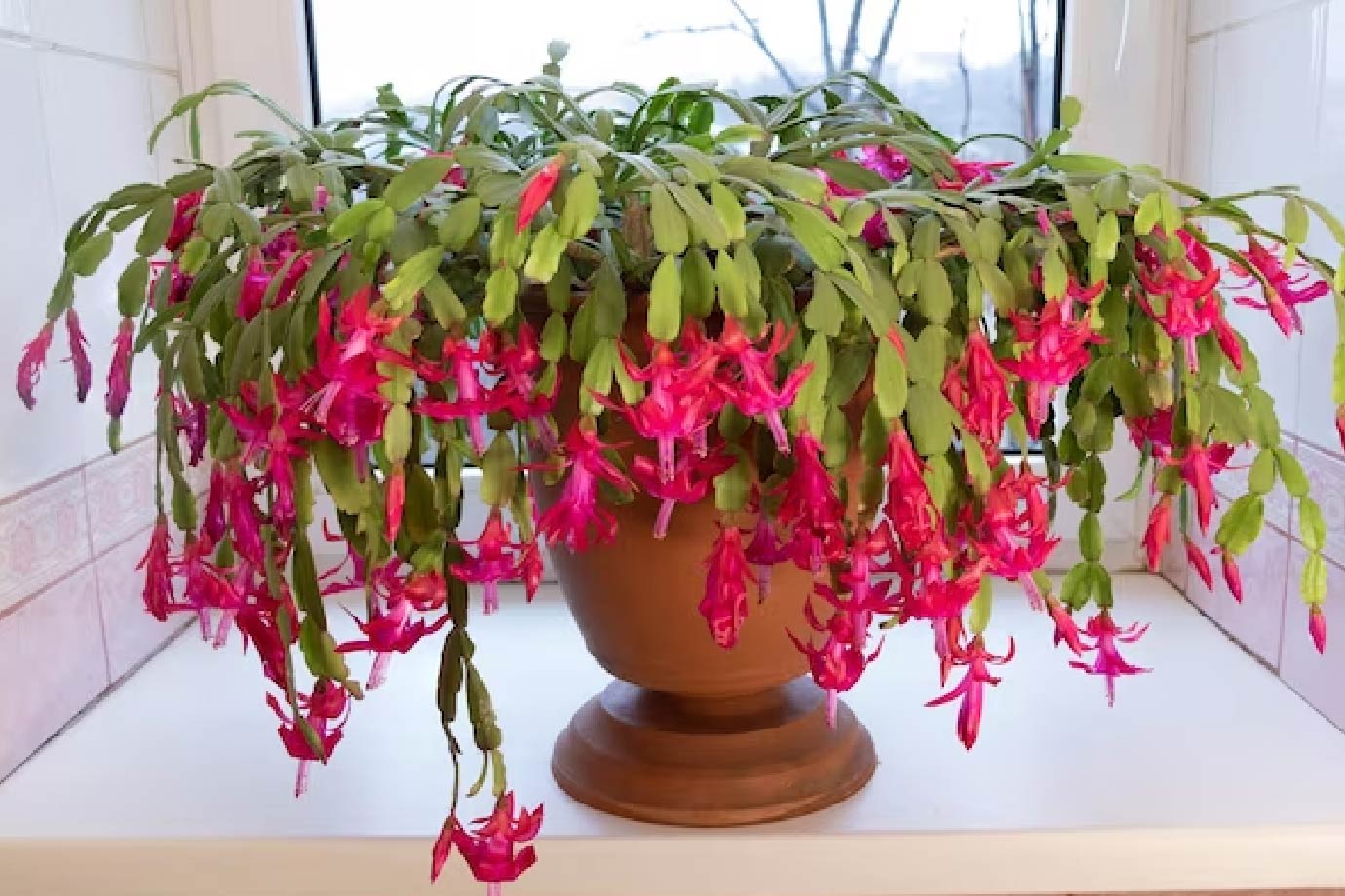 6 Beautiful Indoor Flowering Plants To Add To Your Home | HerZindagi