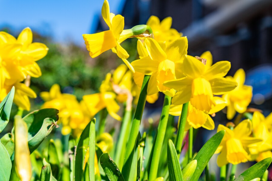 Daffodils