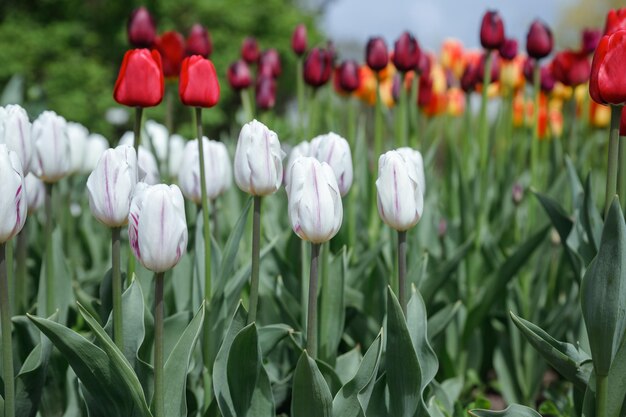Delhi Tulip Festival Location