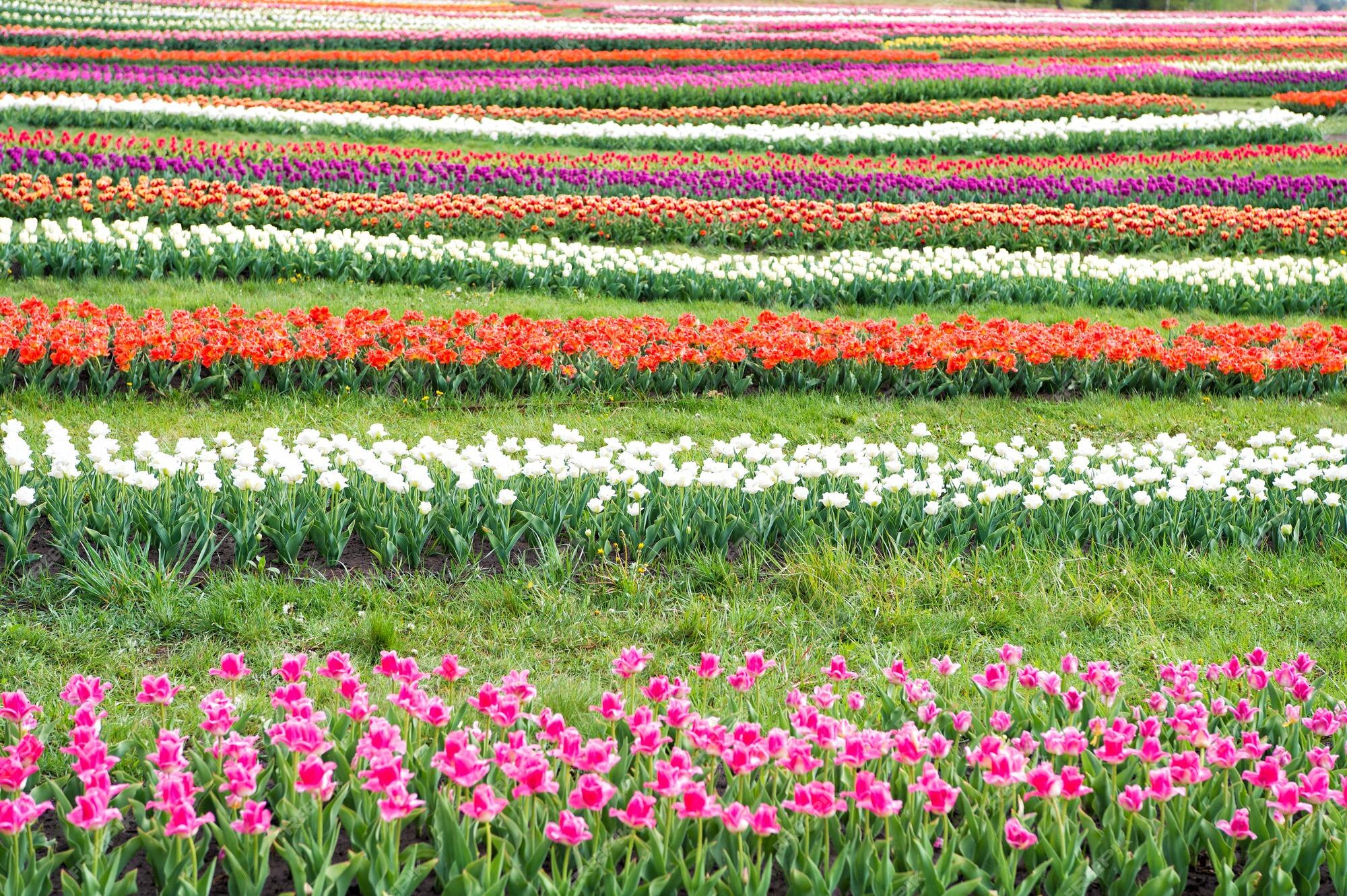Delhi Tulip Festival