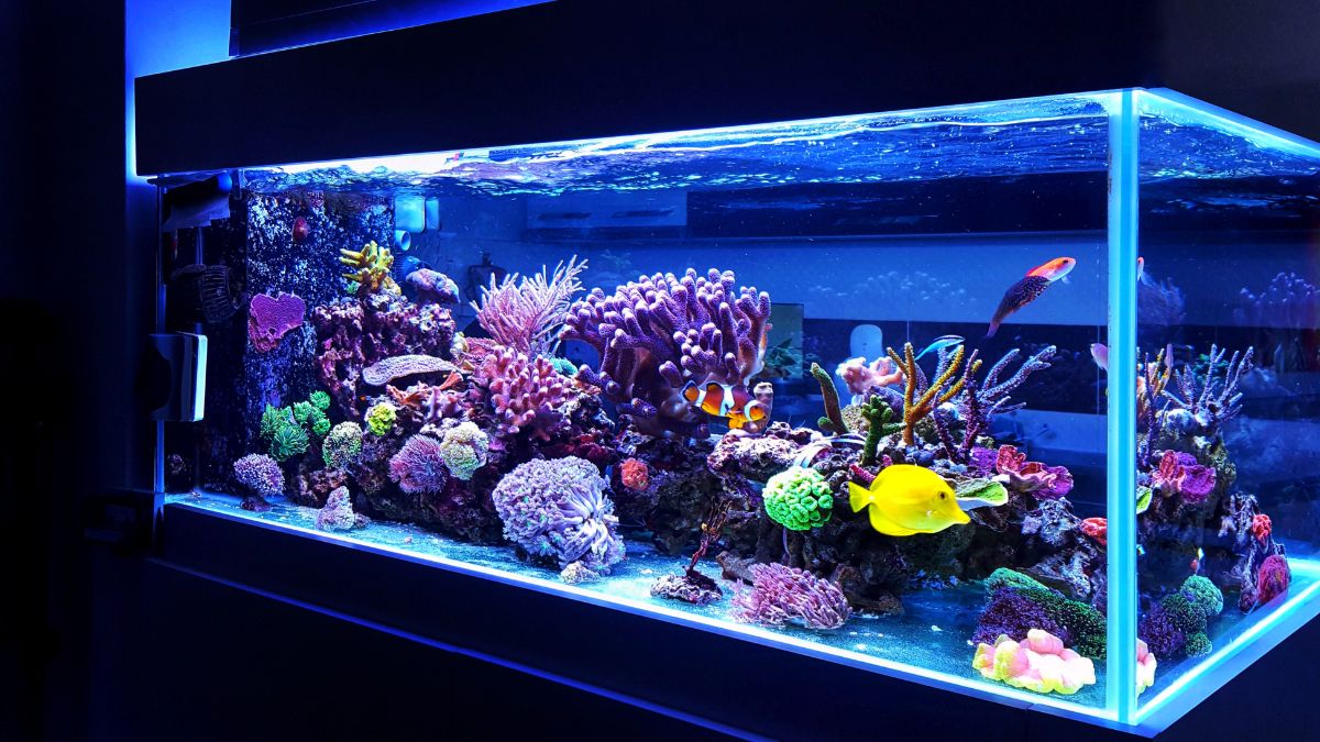 Do Not Keep Aquarium In Bedroom
