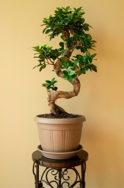Ficus Bonsai