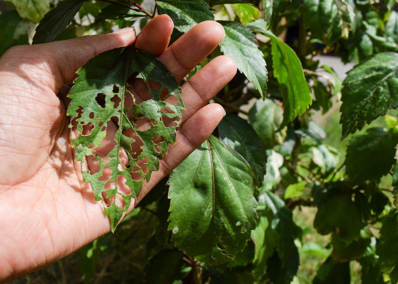 Hibiscus Plants With Yellow Leaves