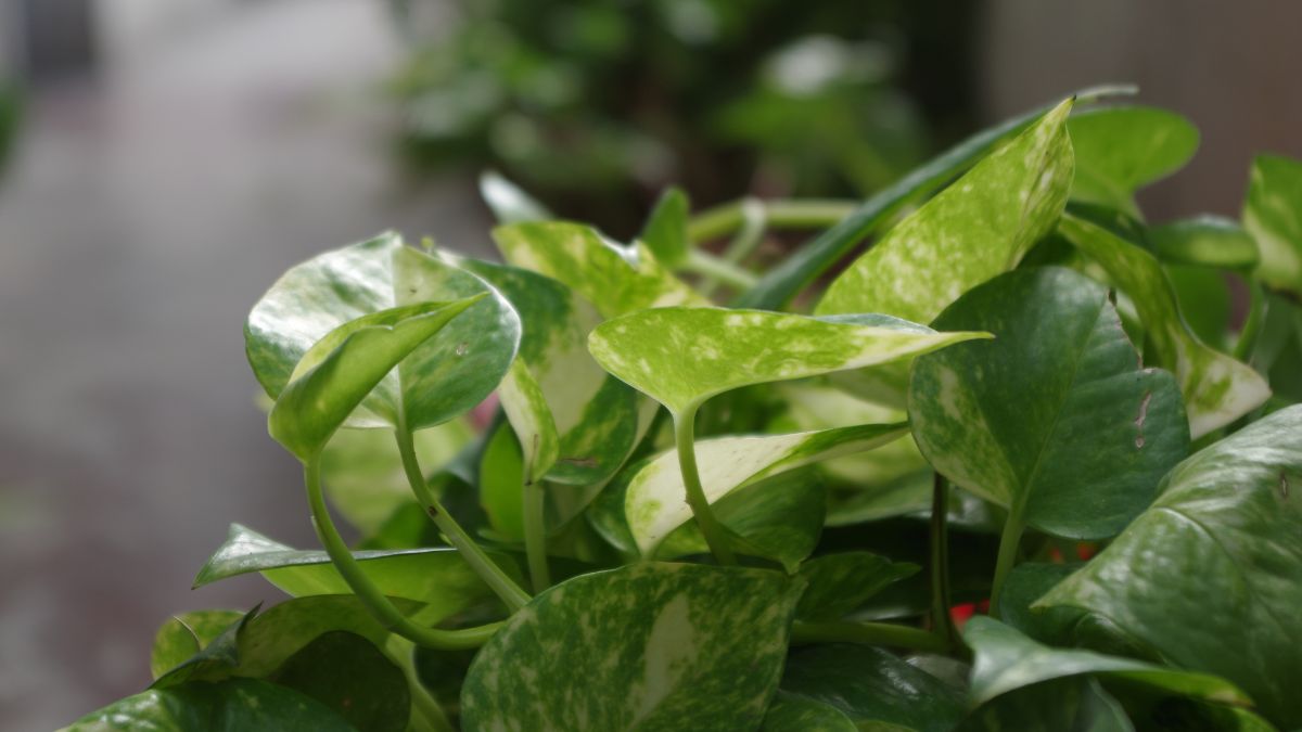 Keep Money Plant In North Direction