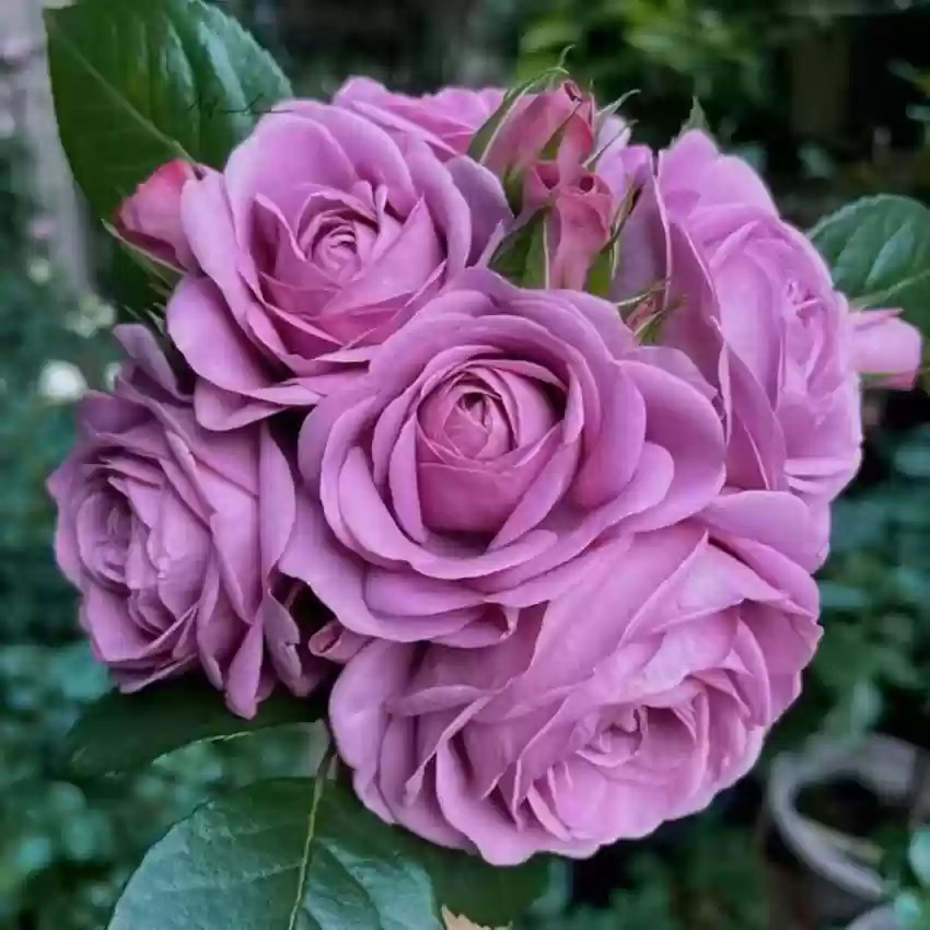 Lavender Rose