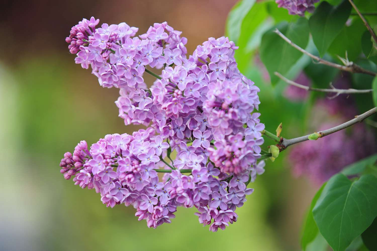 Lilacs