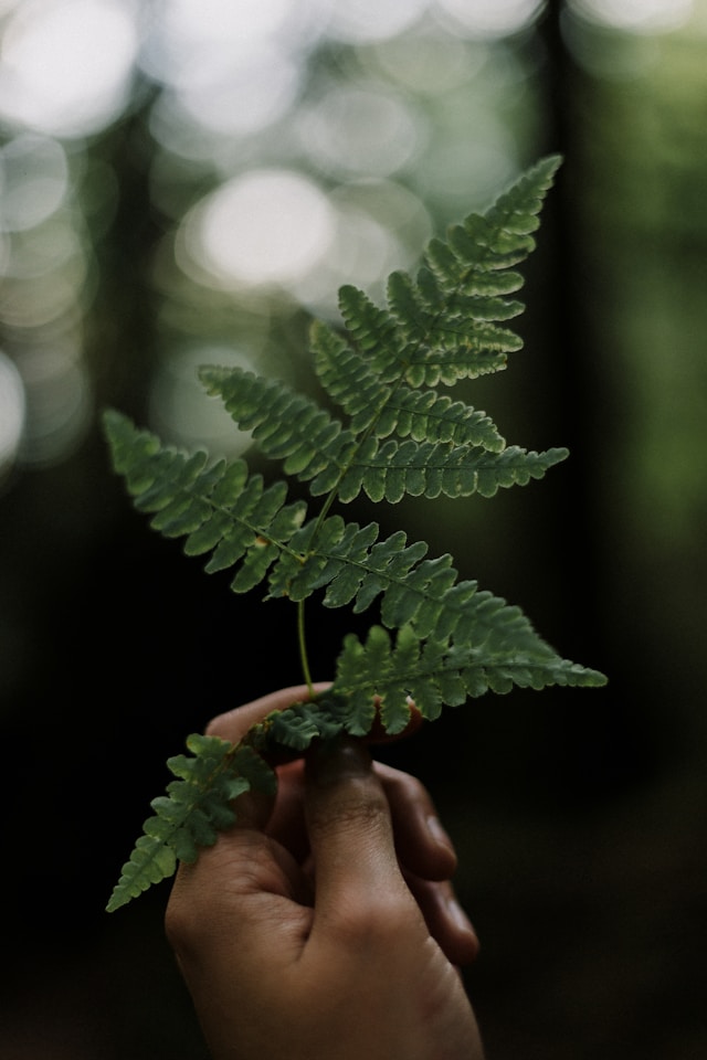 Maidenhair Fern