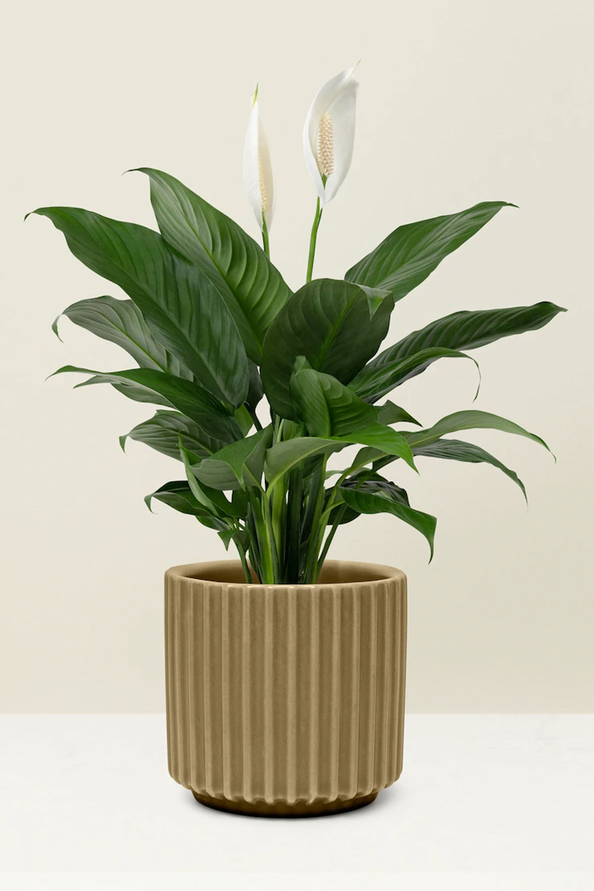Peace Lily plant