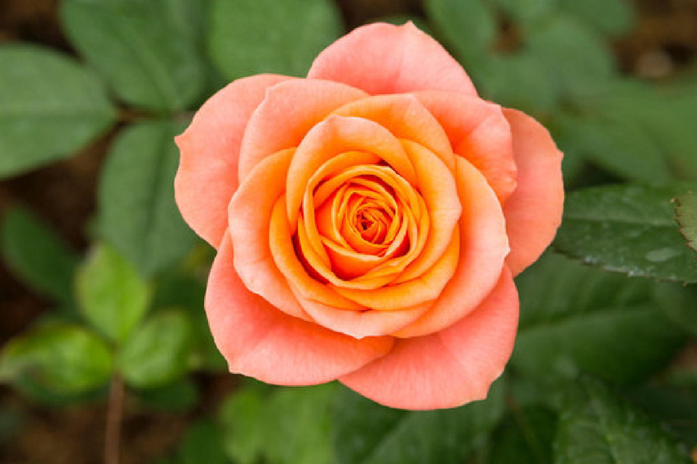 Peach Rose