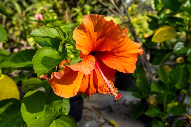 Reason hibiscus leaves turning yellow