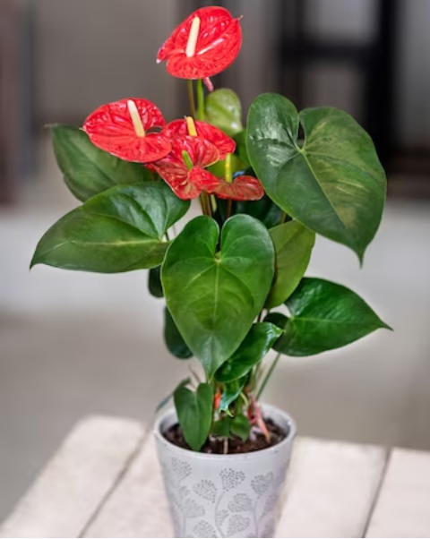 Red Anthurium