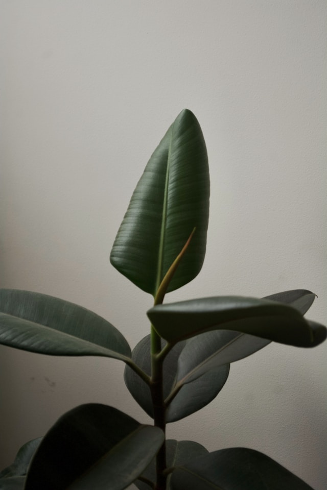 Rubber Plant