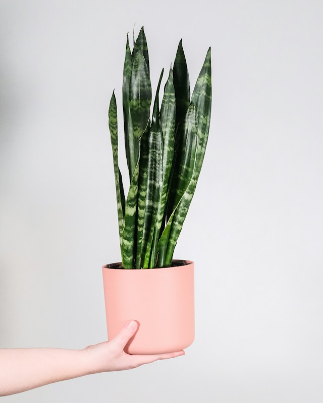 Sansevieria