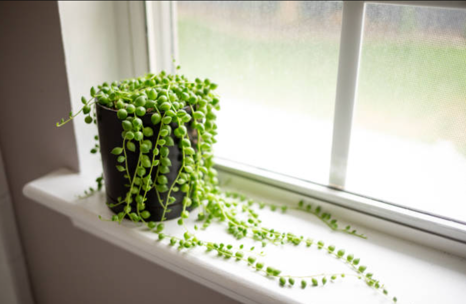 String of Pearls