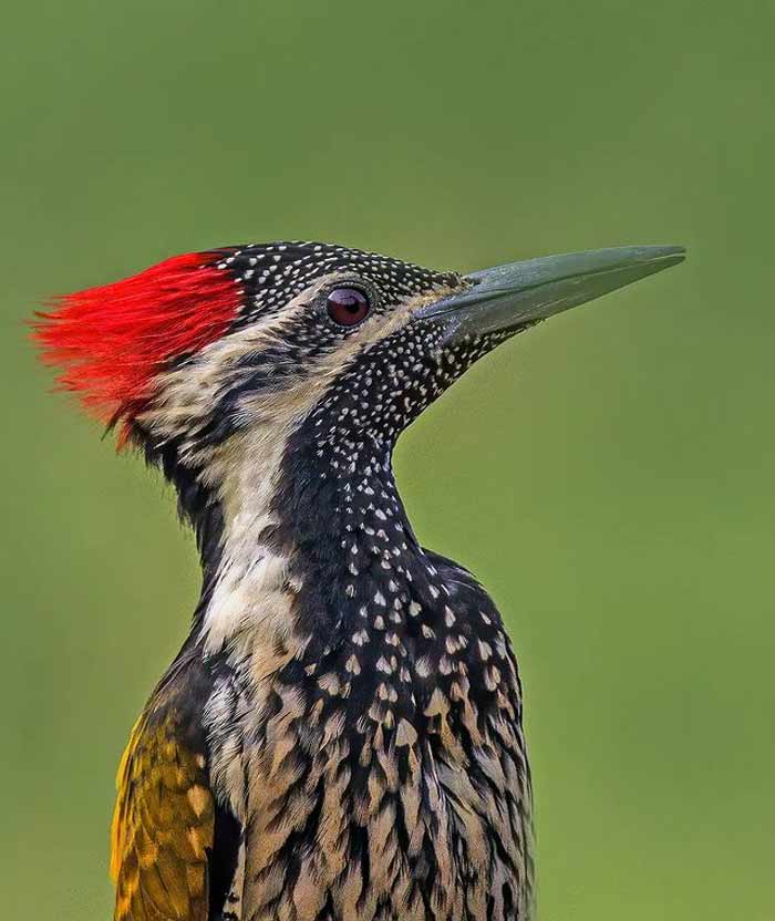 Thattekkad Bird Sanctuary, Ernakulam