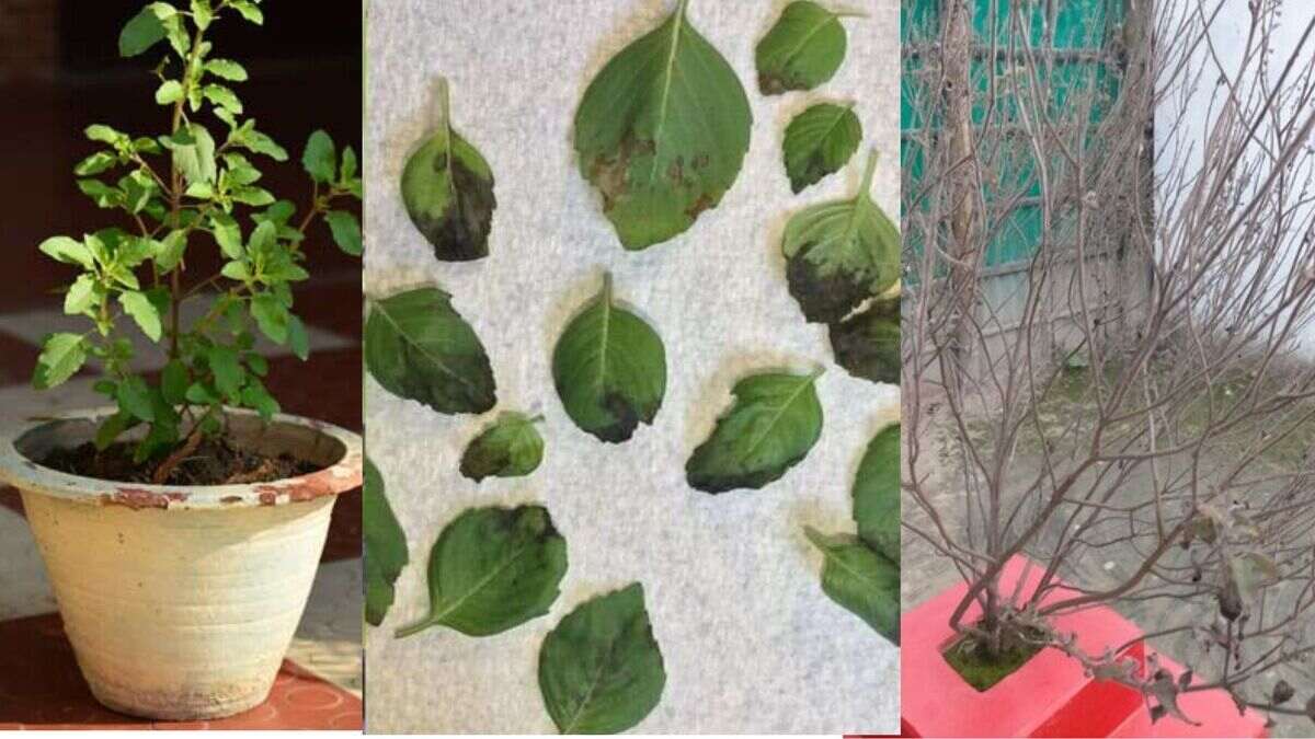 Tulsi Plant Care: हर दिन तेजी से झड़ रहे हैं तुलसी के पत्ते, तो हो सकते हैं ये 3 कारण