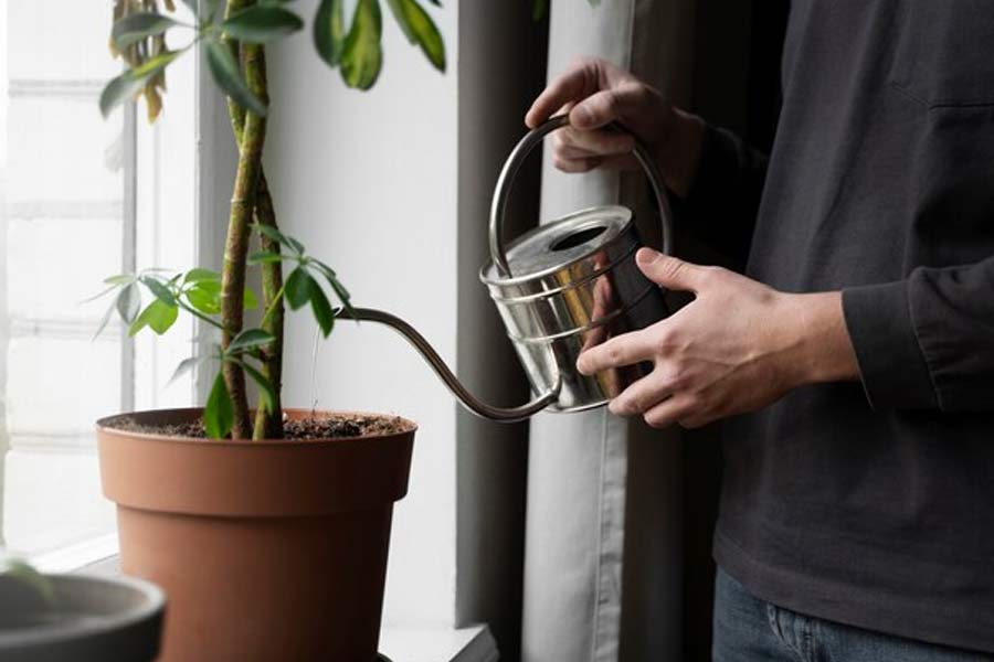 Container Gardening: 7 Essential Things Every Plant Enthusiast Must 