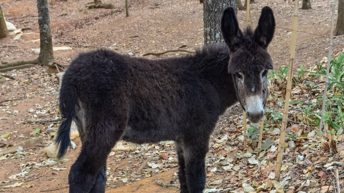 What Does It Mean To See A Black Donkey In Your Dream