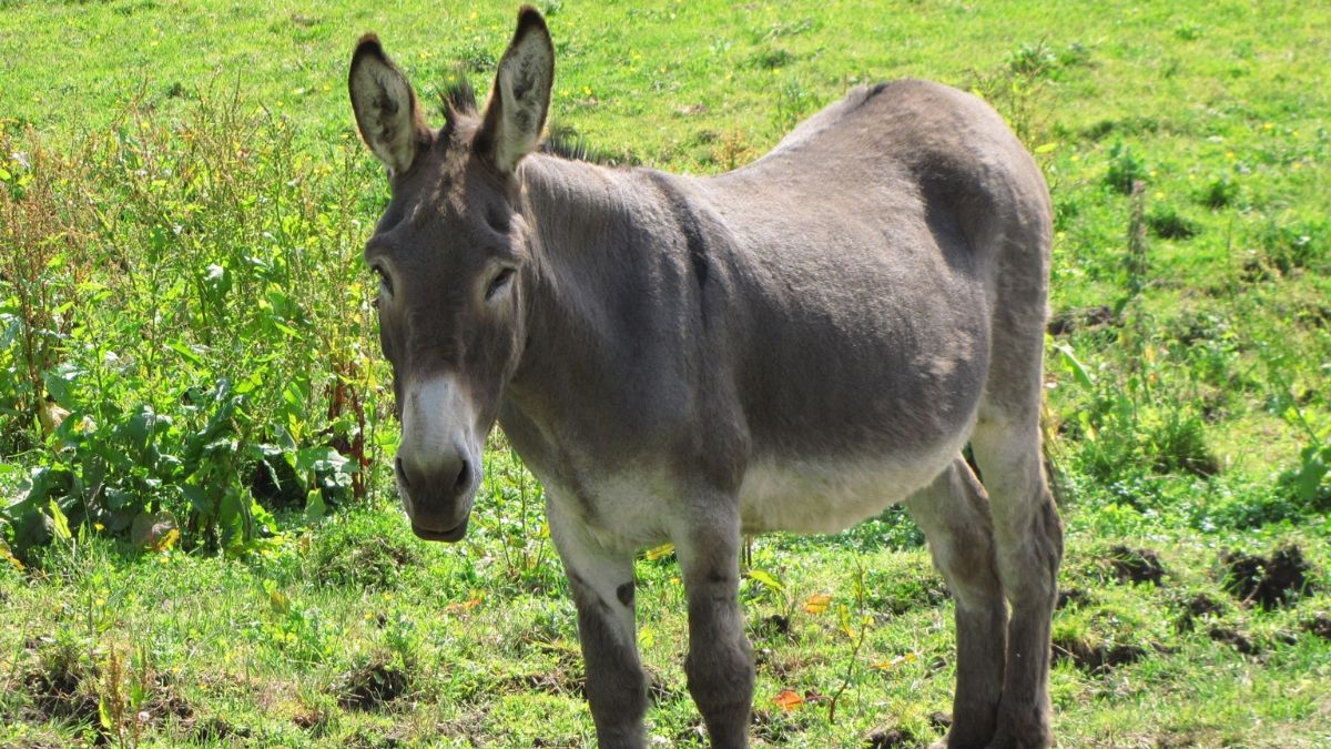 What Does It Mean To See A Donkey In Your Dream