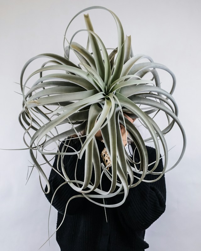 Xerographica