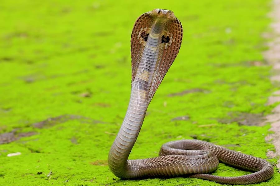 astro remedies for kaal sarp dosh by expert