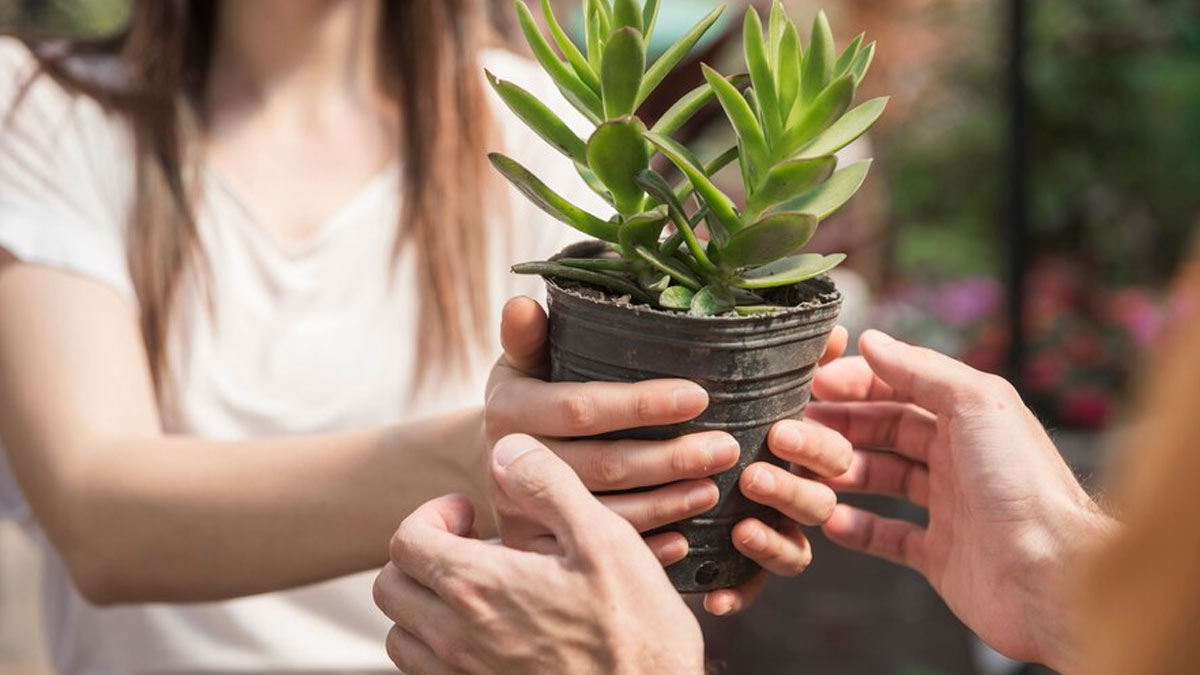 Indoor Plants: Top Housewarming Plants To Delight Your Friends As Gifts 