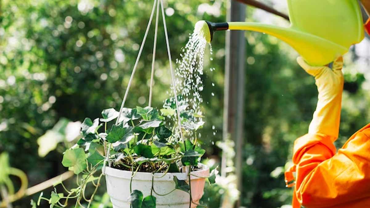 Hang In Style: 7 Stunning Outdoor Hanging Plants To Transform Your Space