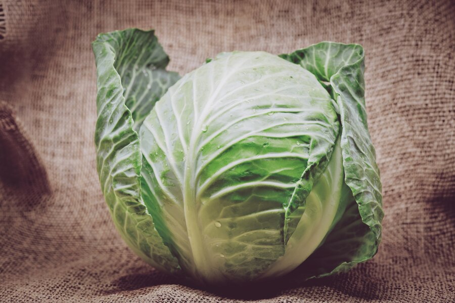 cabbage