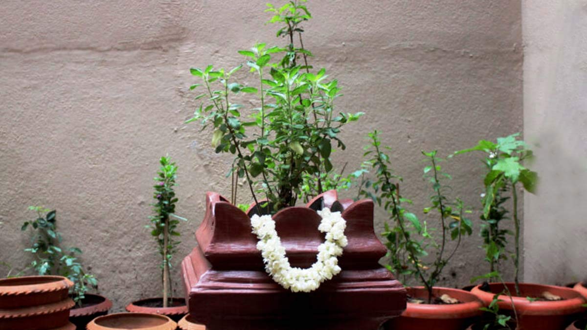 Can We Keep Tulsi Plant In South Direction Can We Keep Tulsi Plant In South Direction