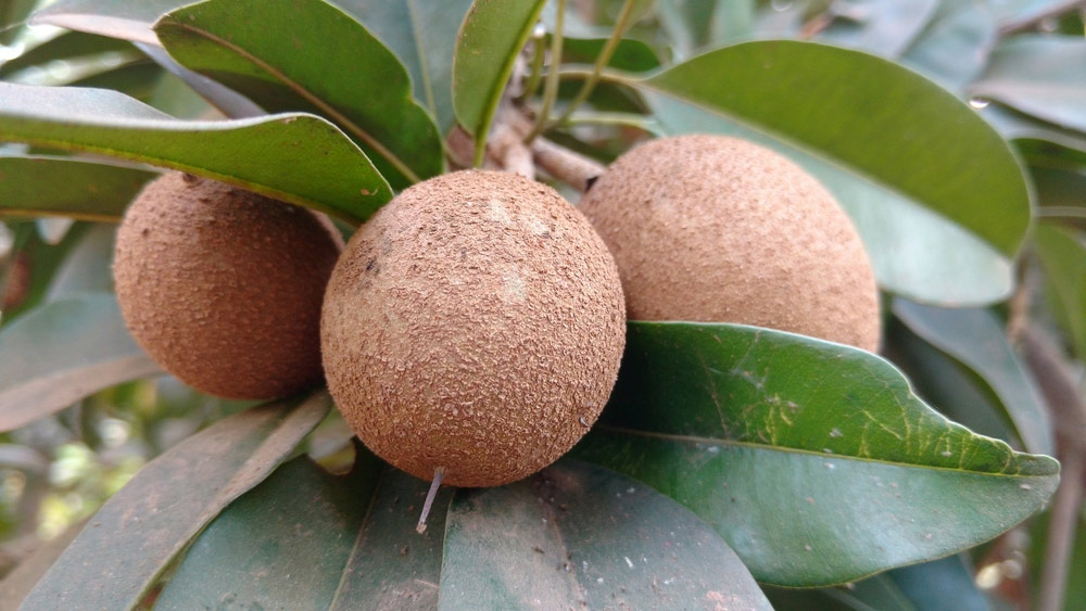 chiku fertiliser neem
