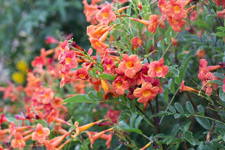 easy tip to grow tecoma plant