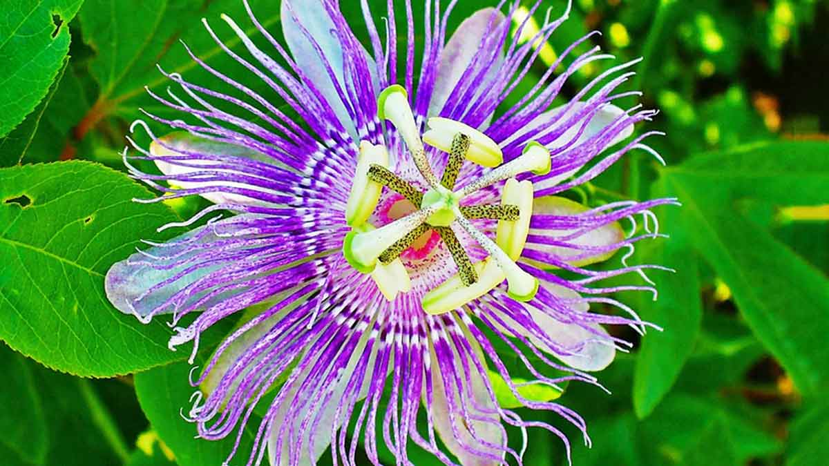 easy tips to grow krishna kamal plant