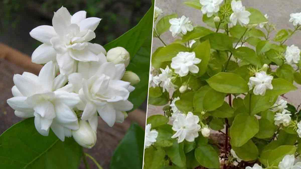 easy tips to grow mogra plant easily