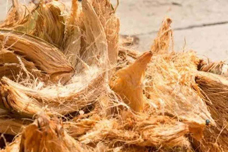 garden tips for plants