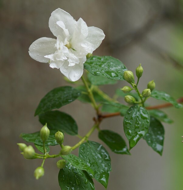 grow jasmine plant faster