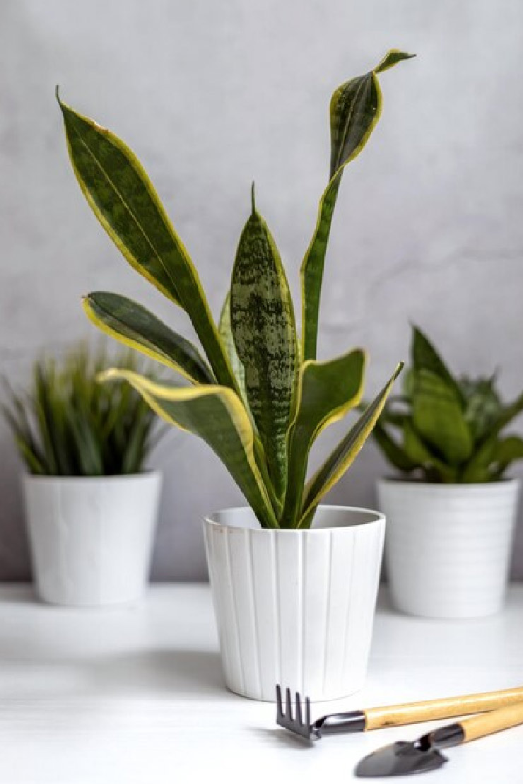 grow snake plant