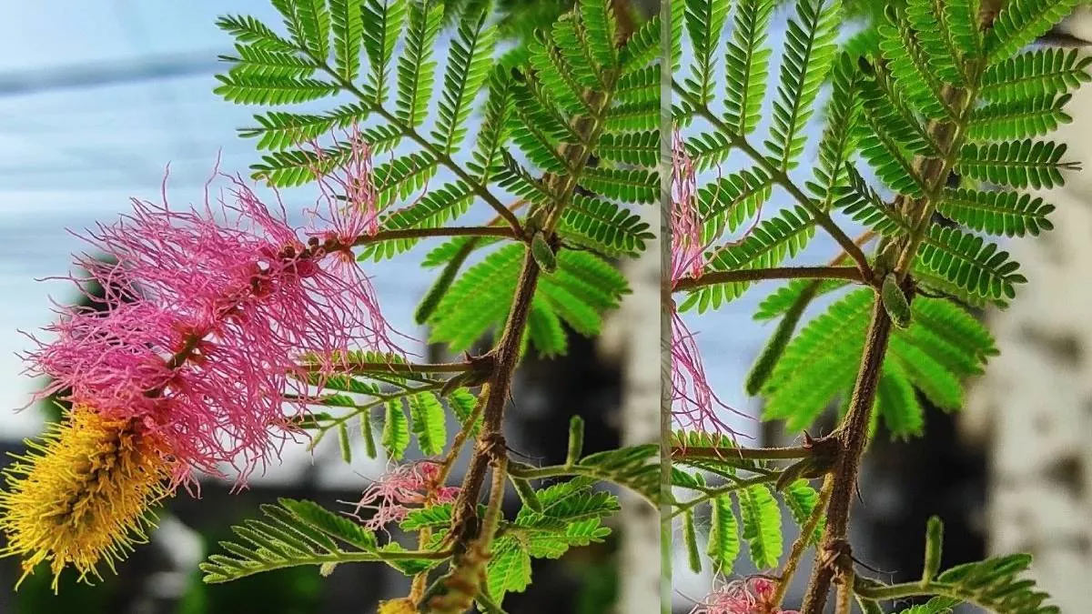 how many shami patra offer to shivling