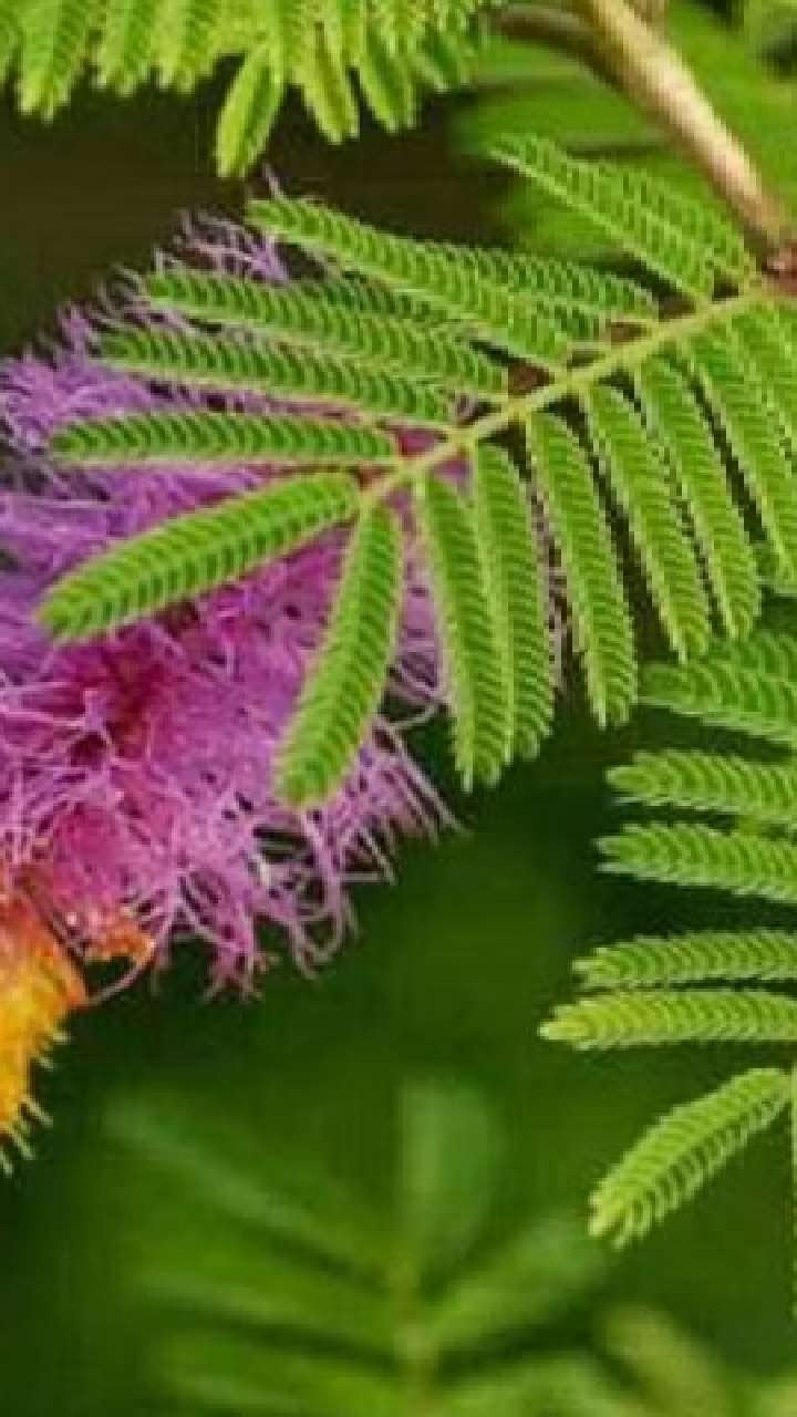 how many shami patra should be offered to shivling