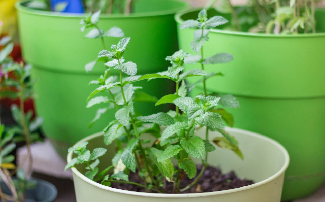 how to get rid of rats naturally