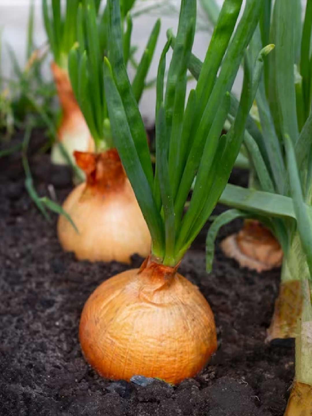 how to get rid of rats