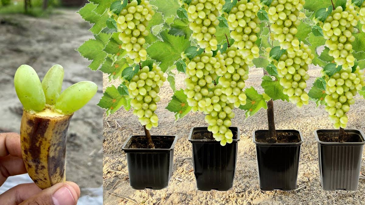 how to grow grapes plant