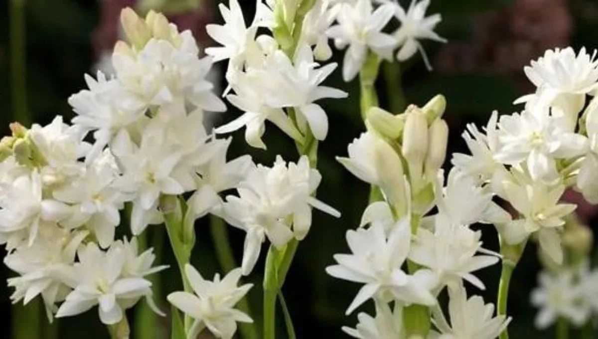 how to grow rajanigandha  