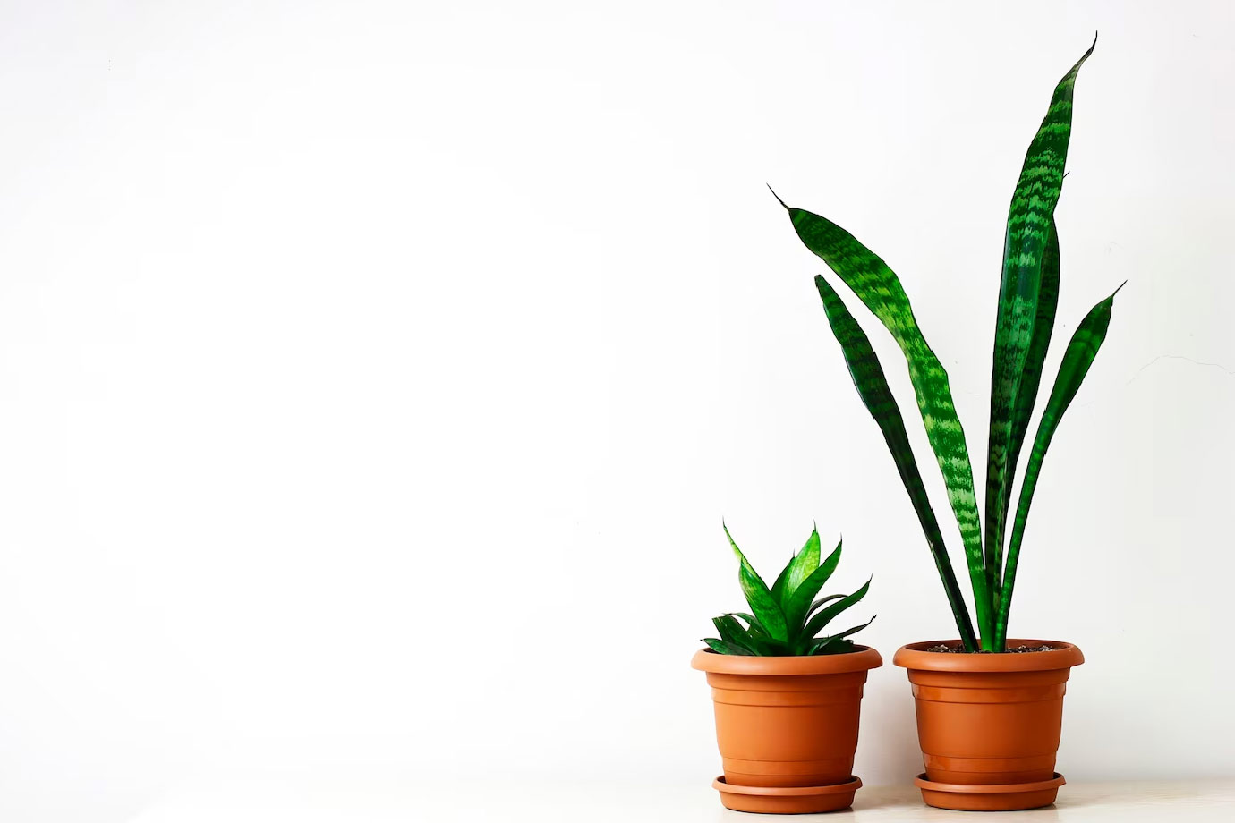 how to grow snake plant