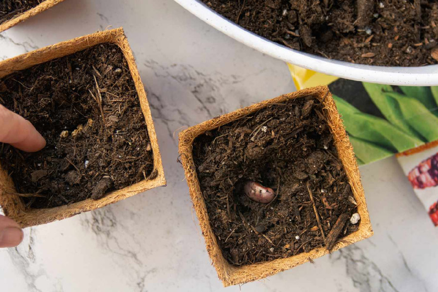 how to grow tecoma plant in pot