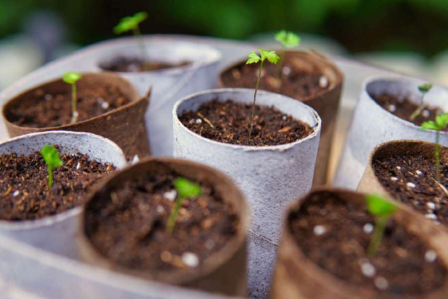 how to grow tecoma plant