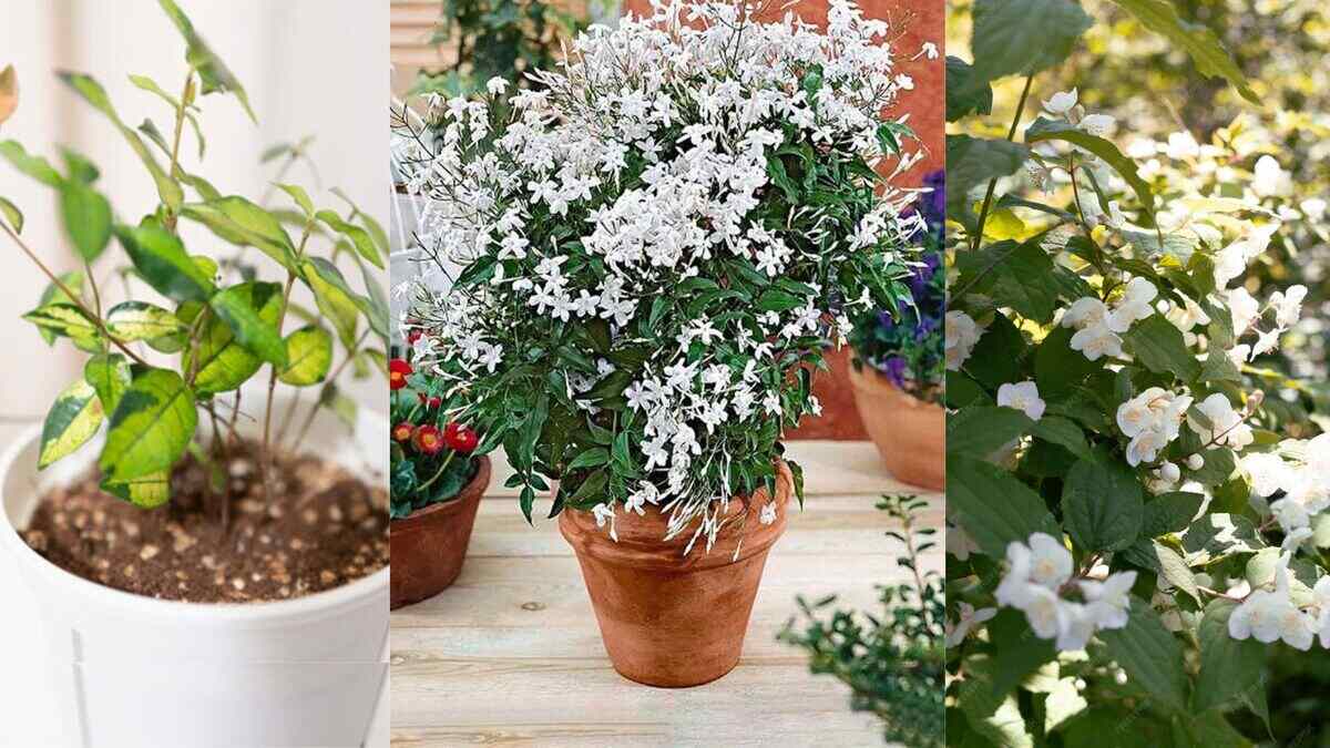 how-to-grow-jasmine